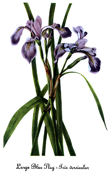 Iris versicolor