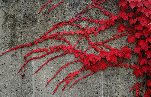 campus ivy - inspiration can be found anywhere