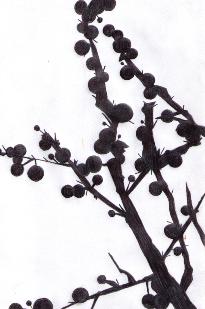 Ilex verticillata