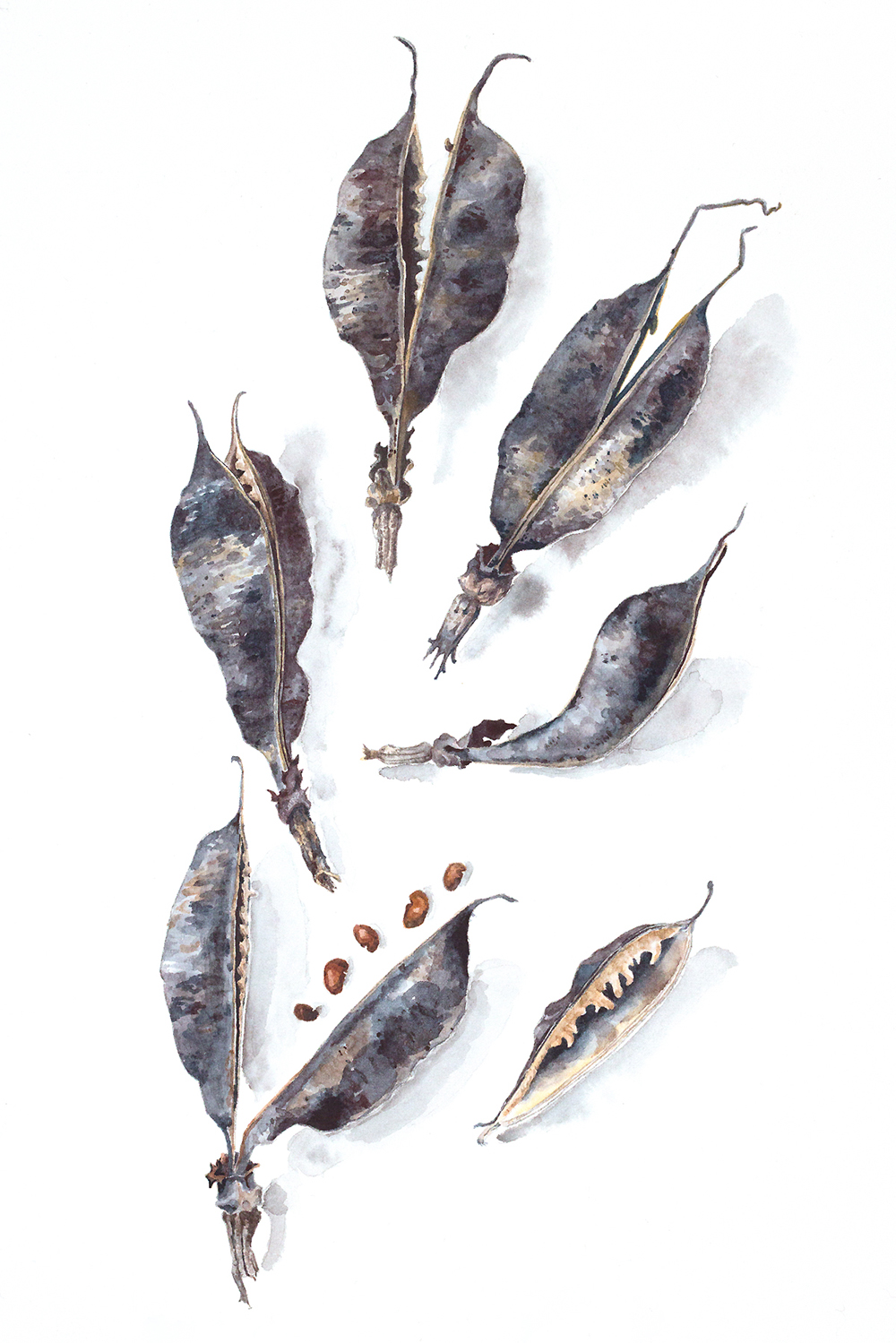 A watercolor painting of wild indigo seed pods photographed with a Canon R5 camera. There is no shadow or yellow tint
