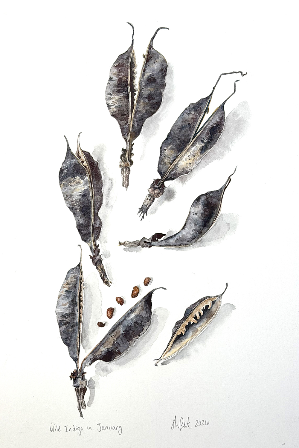 Watercolor illustration of wild indigo seed pods photographed with an iphone. The bottom of the image is yellow and shadowed