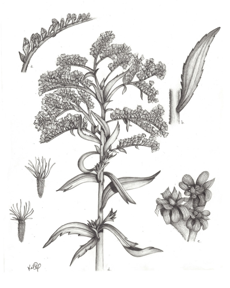 Solidago canadensis