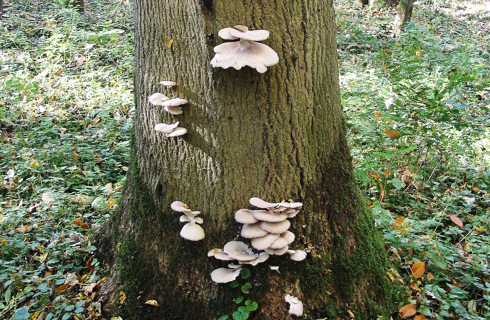 Habitat