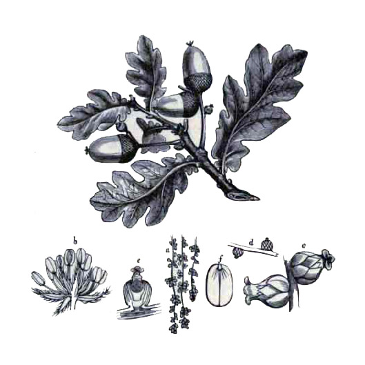 Quercus alba