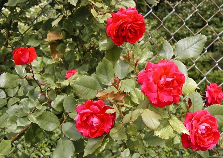Roses on the fence