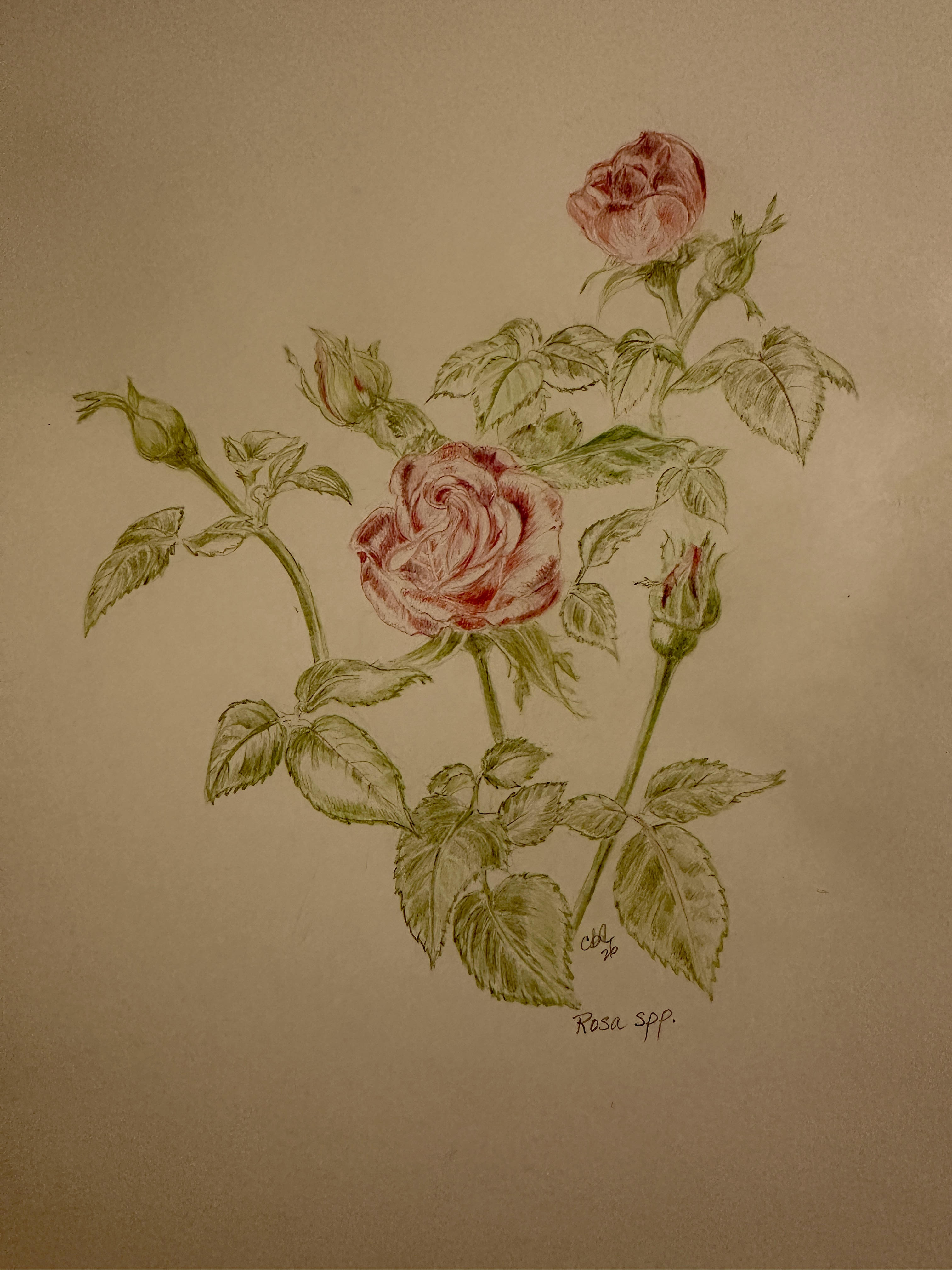 Rosa spp. Colored Pencil