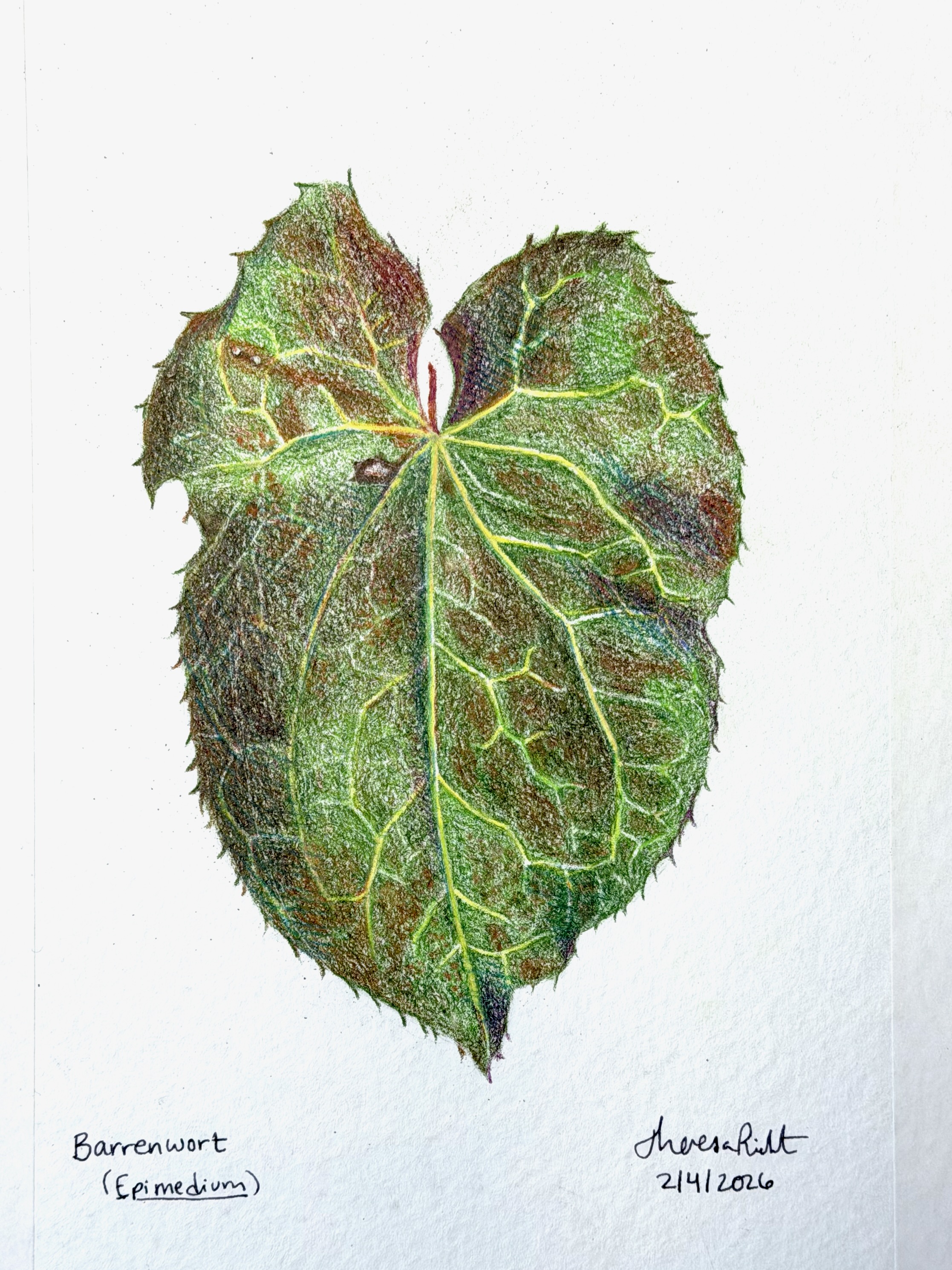 Colored pencil drawing of barrenwort