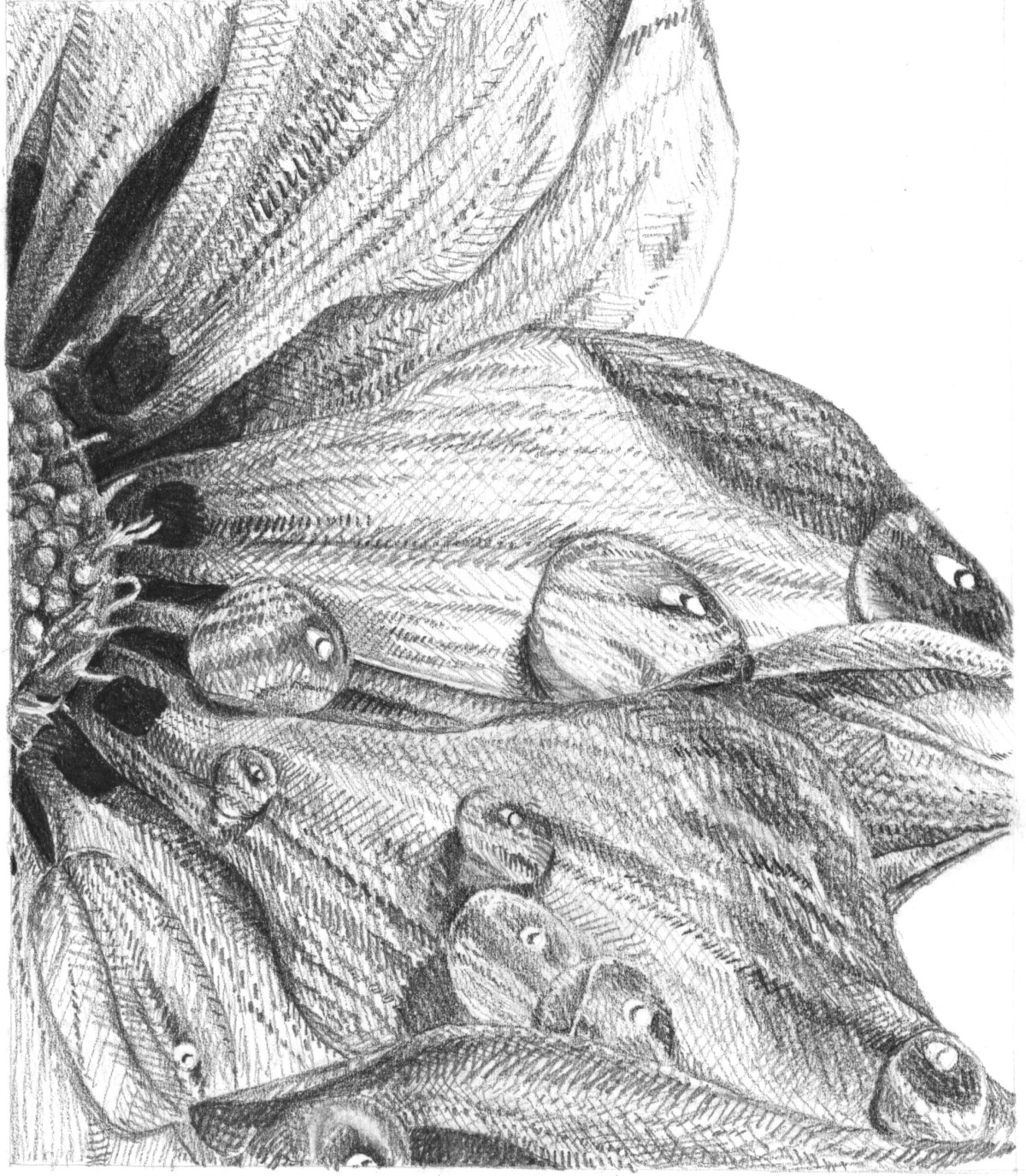 final sunflower