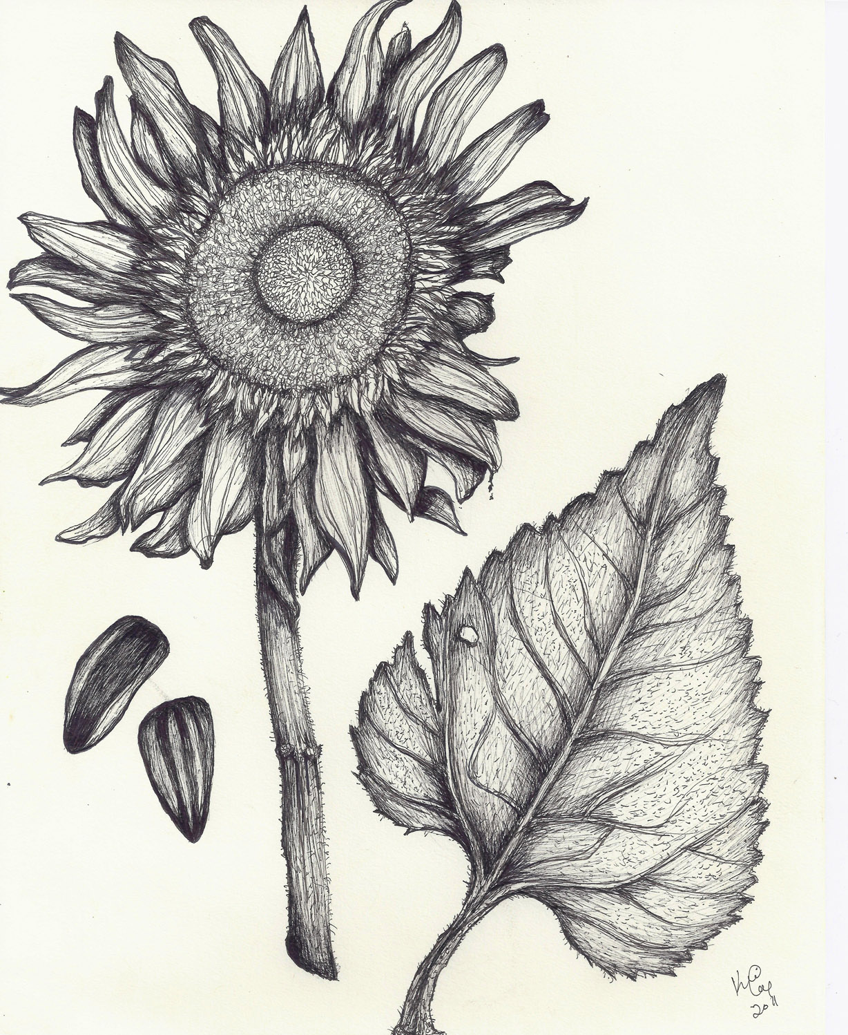 Helianthus annuus