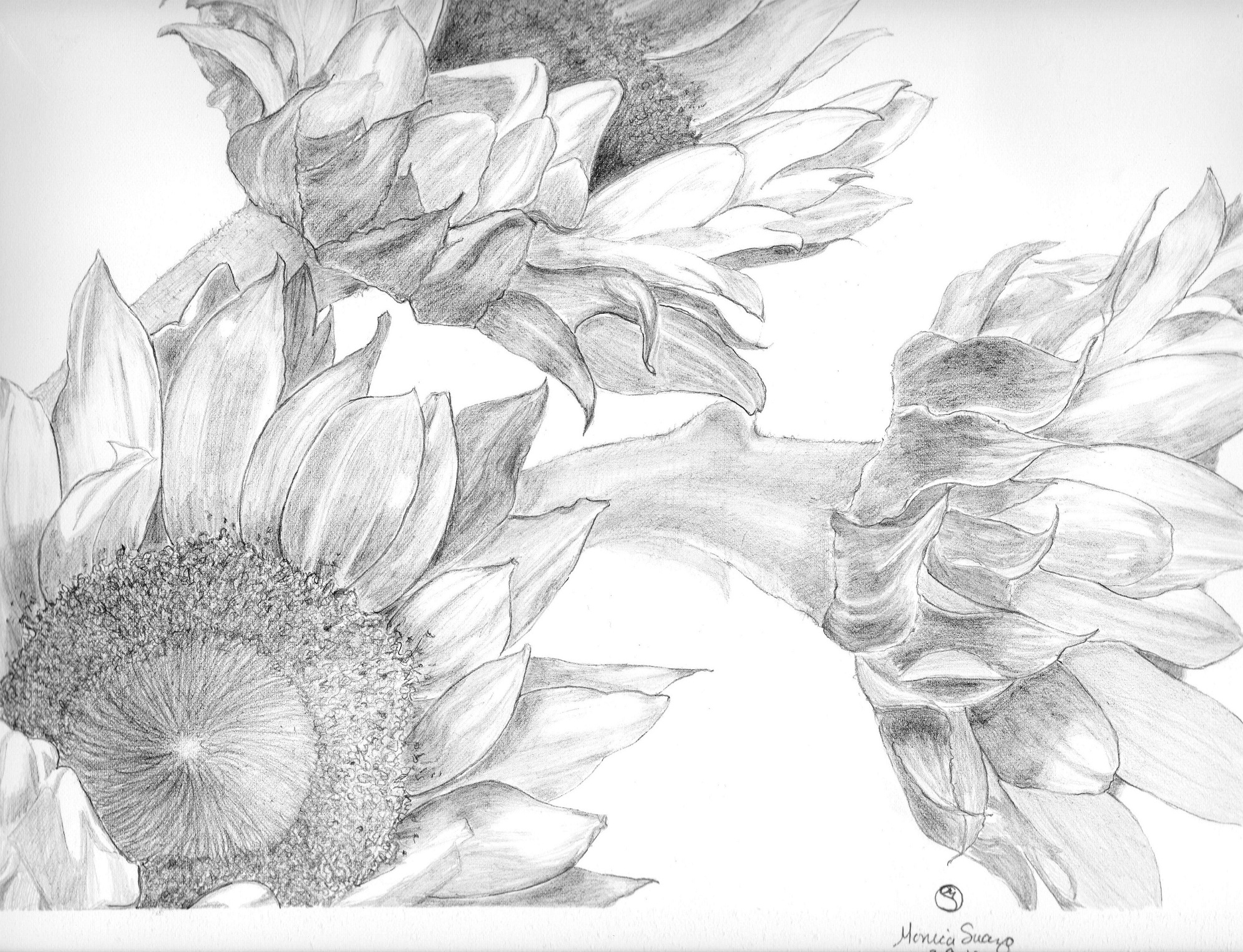 sunflowers!