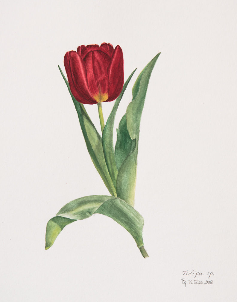 a lovely, austere tulip