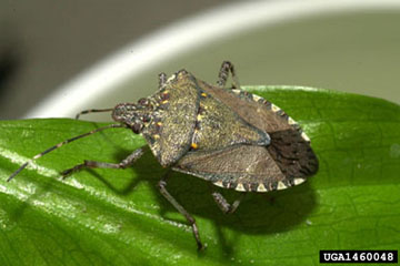 David R. Lance, USDA APHIS PPQ, Bugwood.org