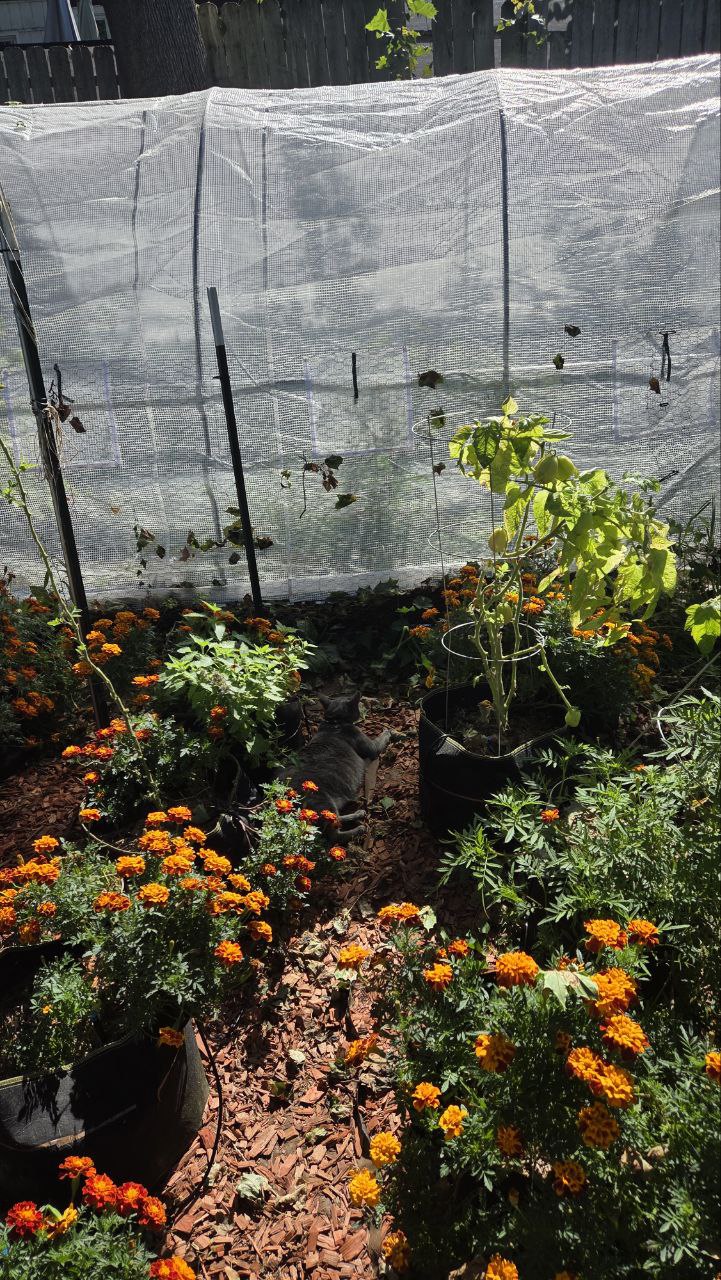 Plushka chills near the catnip plant
