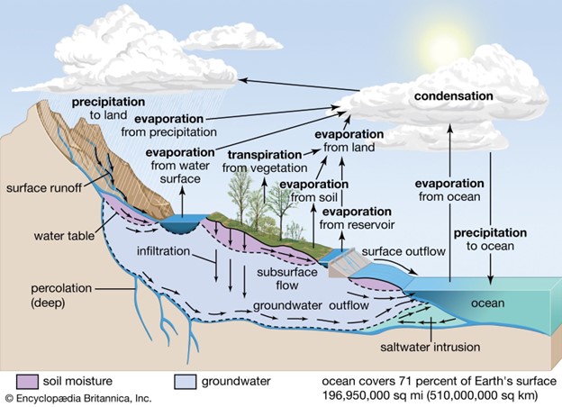 A diagram of the water cycle.