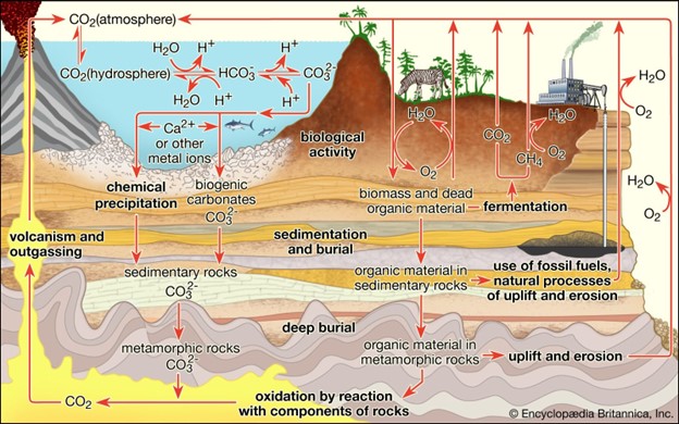 A diagram of the carbon cycle.