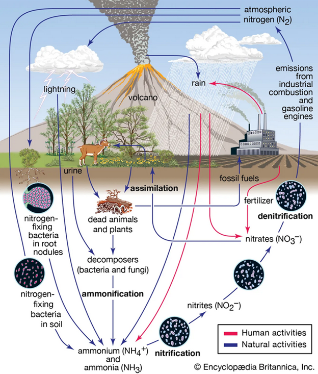 A diagram of the nitrogen cycle.