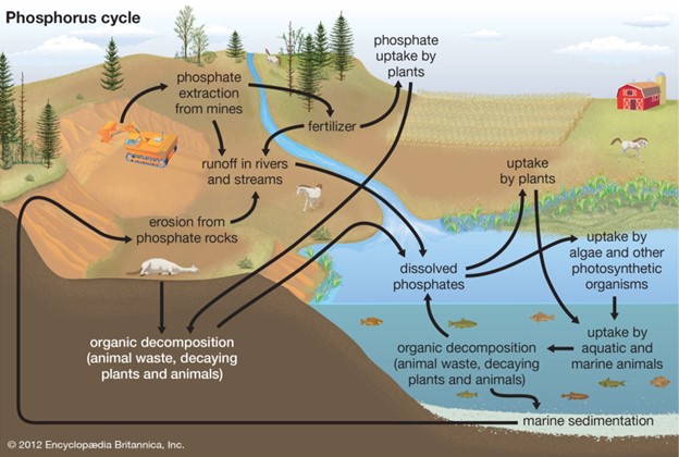 A diagram of the phosphorus cycle.