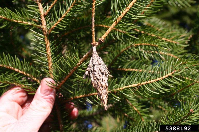 Bagworm on a spruce tree