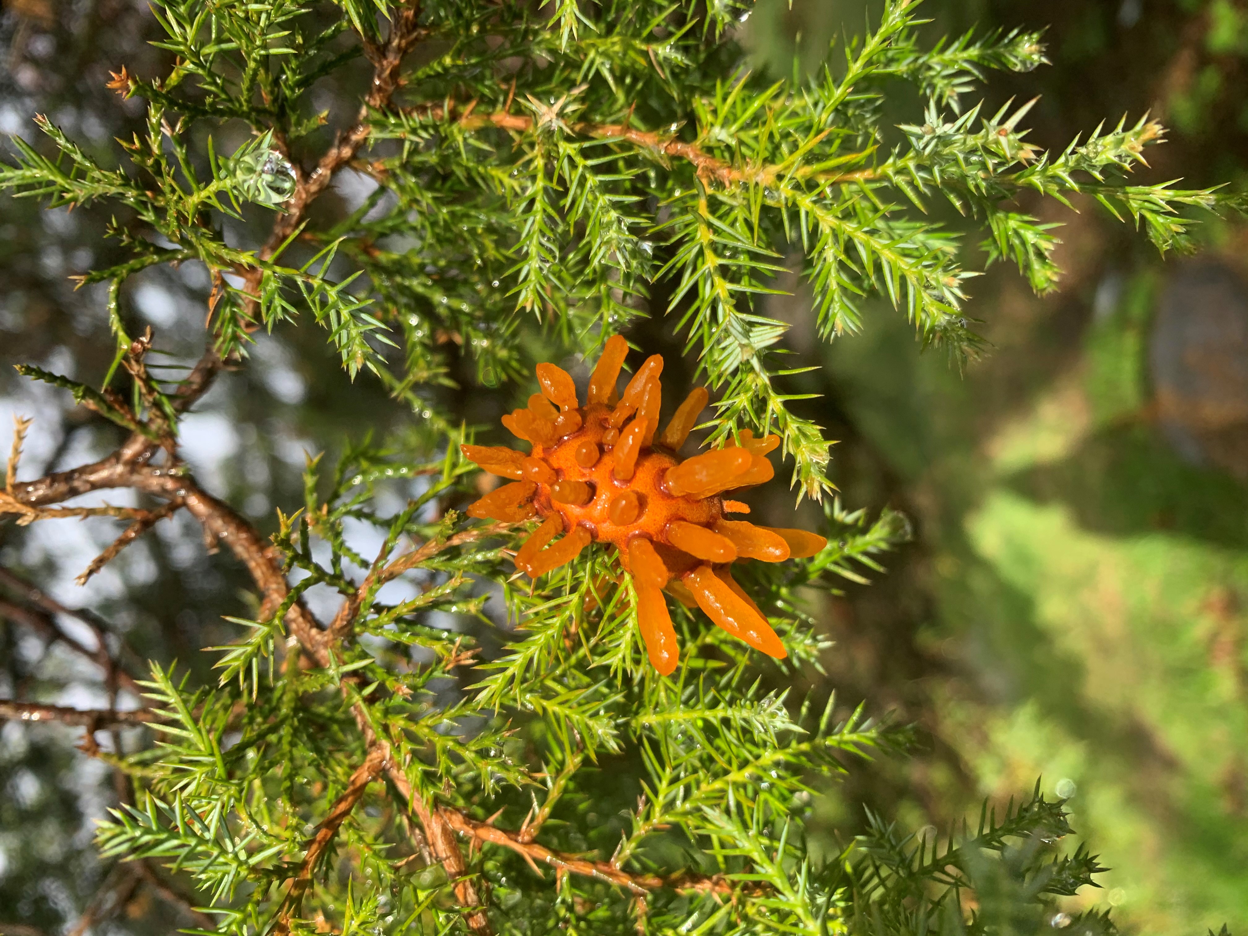 Cedar-apple rust gall