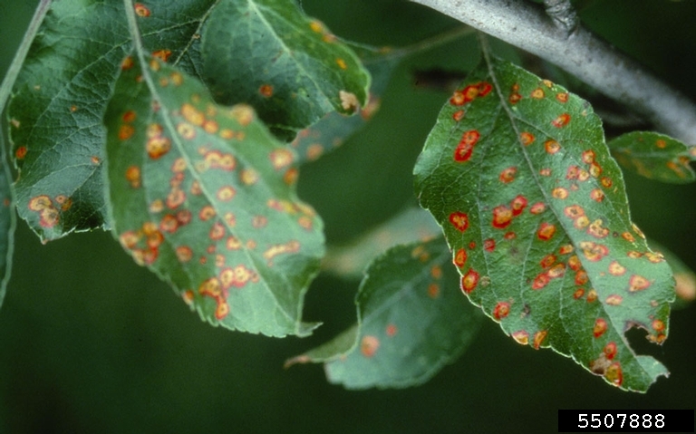 Cedar-apple rust on apple leaves