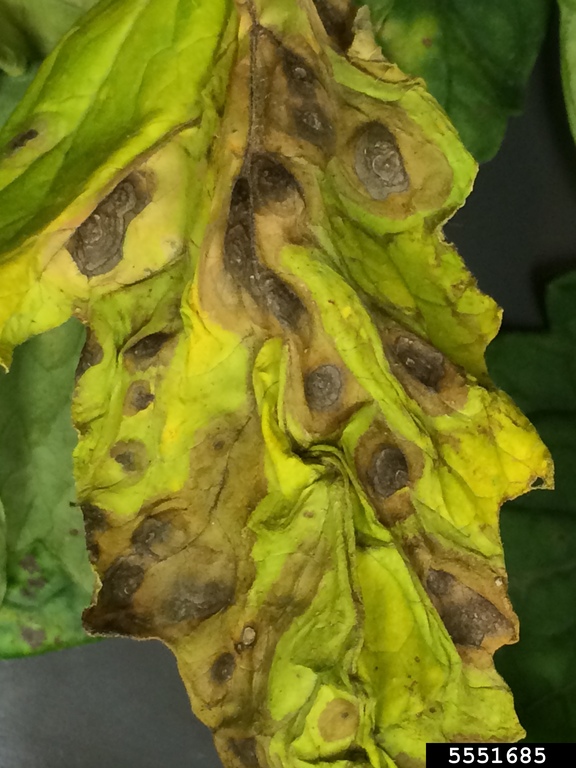 Lesions with concentric circles on a tomato plant