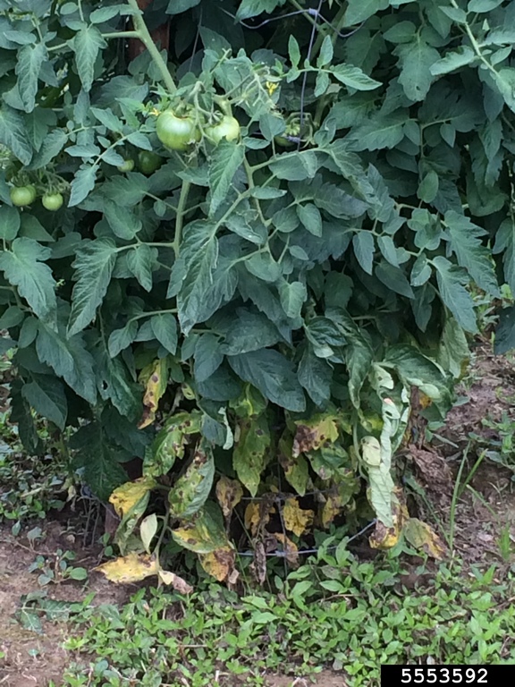Tomato plant with early blight