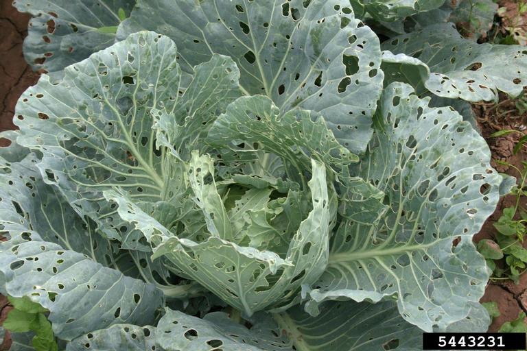 Imported cabbageworm damage on cabbage