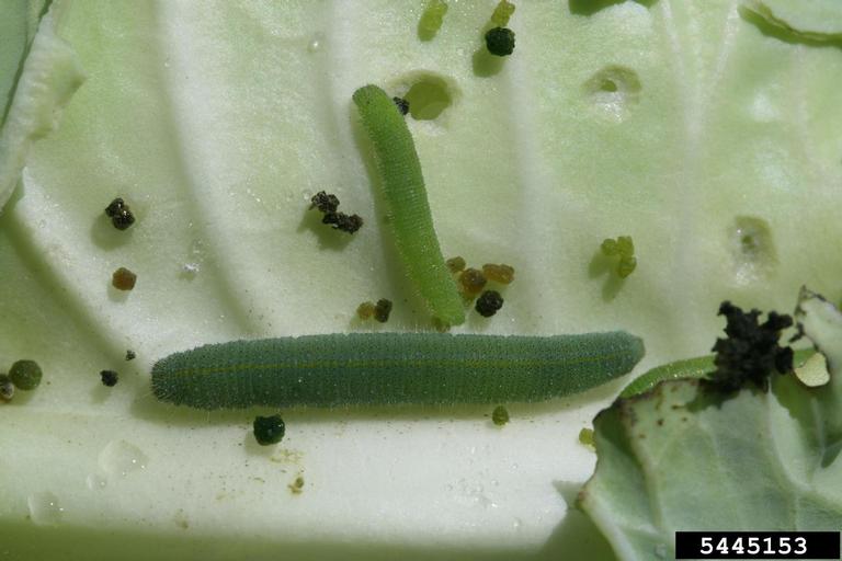 Imported cabbageworm caterpillars with frass (caterpillar poop)