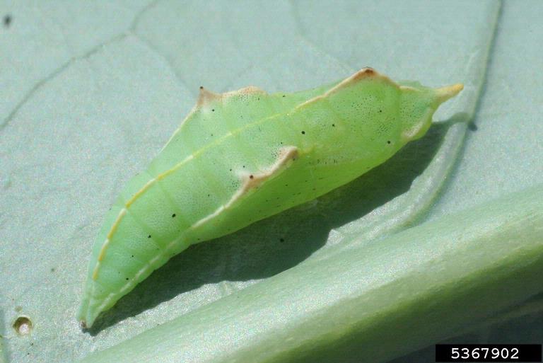 Imported cabbage worm pupa