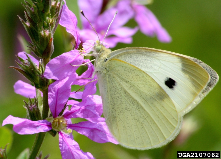 Imported cabbageworm adult sometimes called a cabbage white butterfly