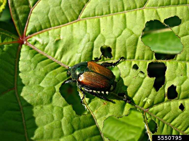 Japanese beetle on a leaf
