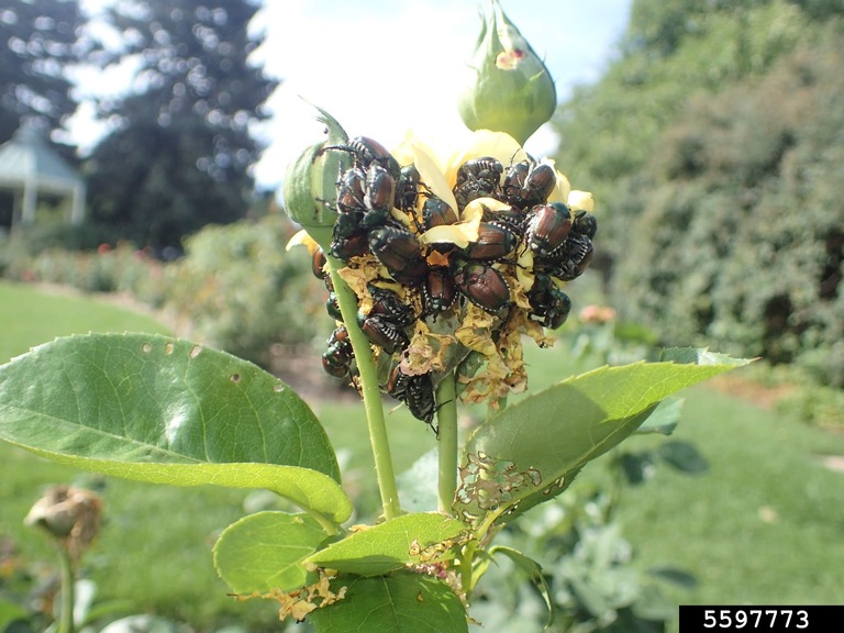 Japanese beetles feeding a rose bud