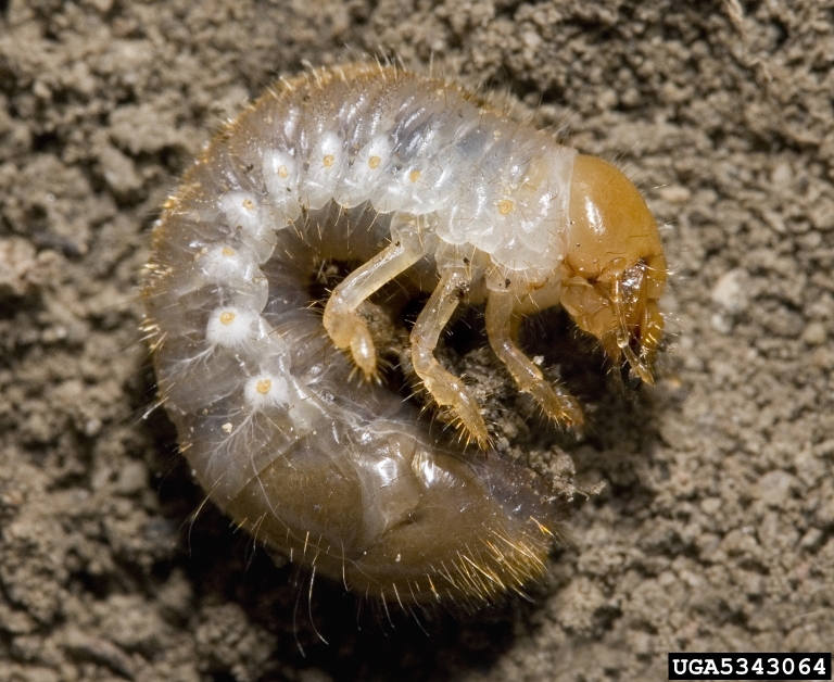Japanese beetle larvae known as a white grub