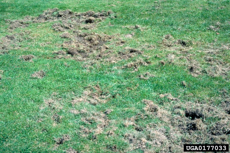 Turf damaged by Japanese Beetle larvae