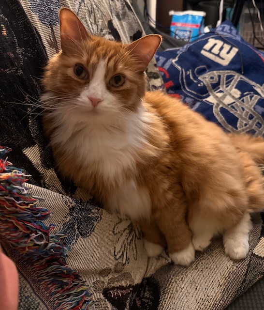 a fluffy orange cat sitting on a couch