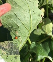 Example of biocontrol
