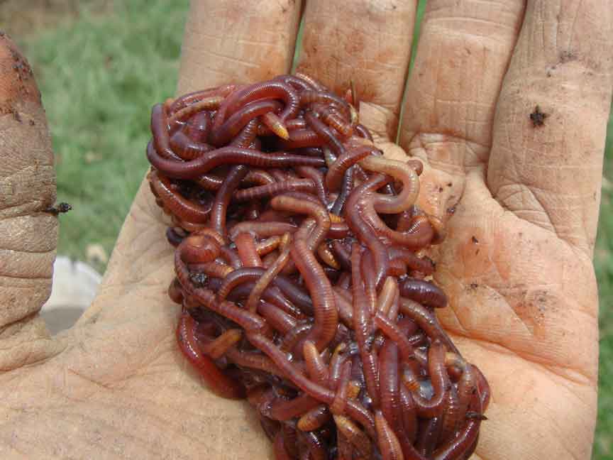 worms