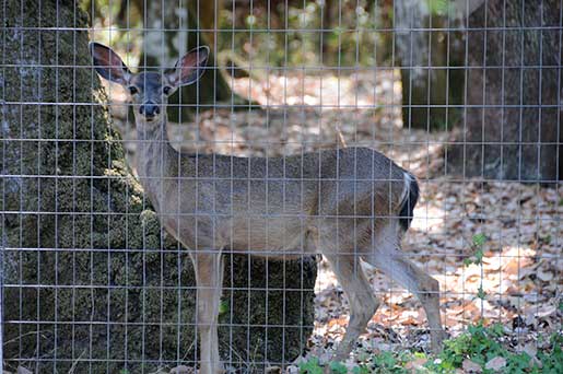Deer