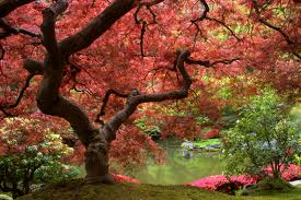 Japanese Garden