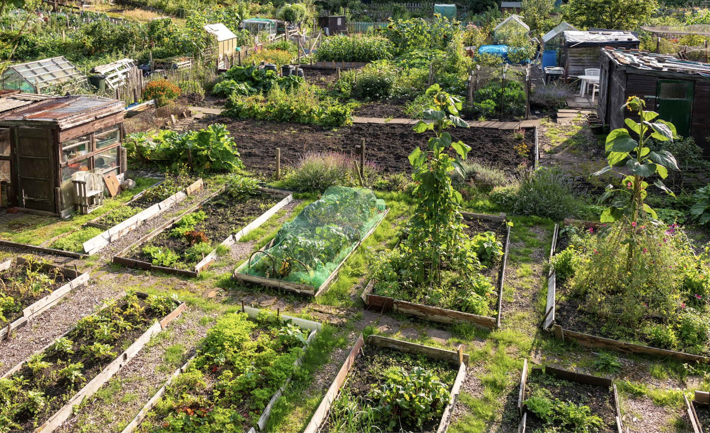 stock image aerial view of a community garden