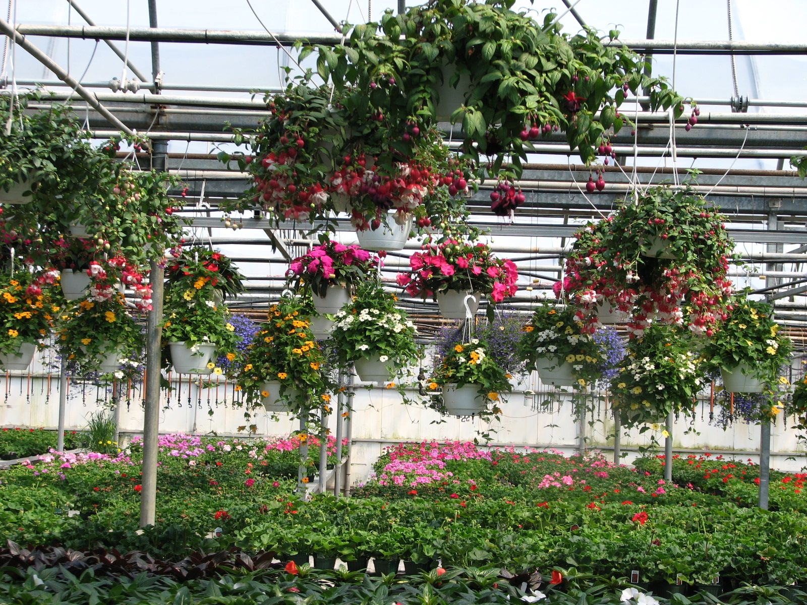 Horticultural greenhouse with hanging plants and plants on benches. 